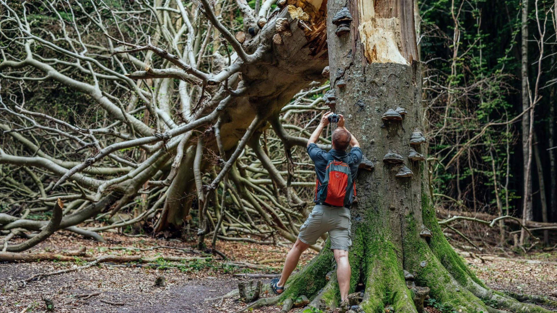 Keine abstrakte Kunst, sondern nat&uuml;rliche Sch&ouml;nheit. Umgest&uuml;rzte B&auml;ume sind au&szlig;erdem wichtig f&uuml;r das Fortbestehen des R&uuml;gener Buchenwaldes. Ein sehr gro&szlig;er umgest&uuml;rzter Baum im Buchenwald.