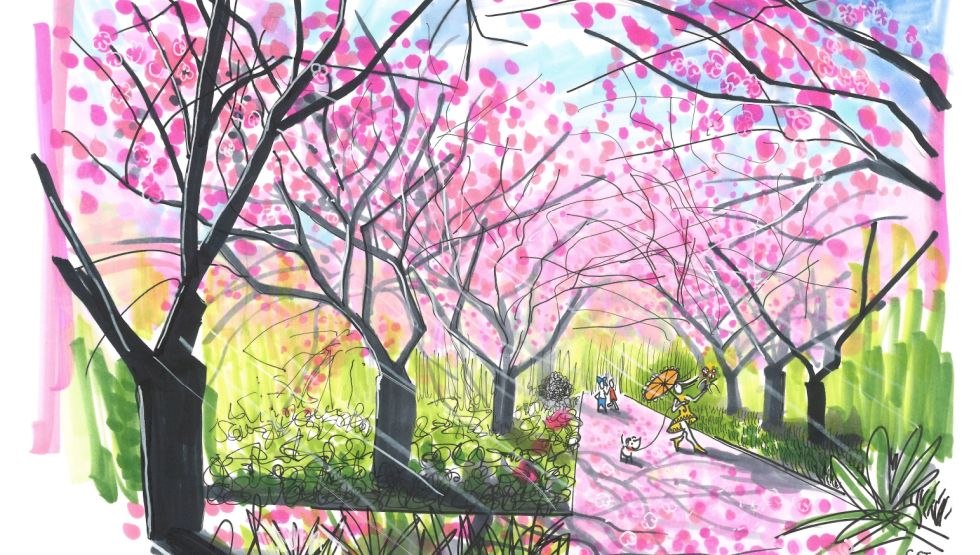 Kirschbl&uuml;te Botanischer Garten Rostock, &copy; Sebastian Stave