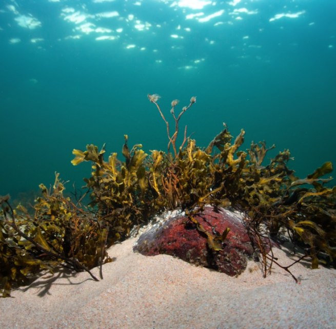 Ostsee Braunalge Blasentang // © Pekka Tuuri Ostsee Braunalge Blasentang // © Pekka Tuuri