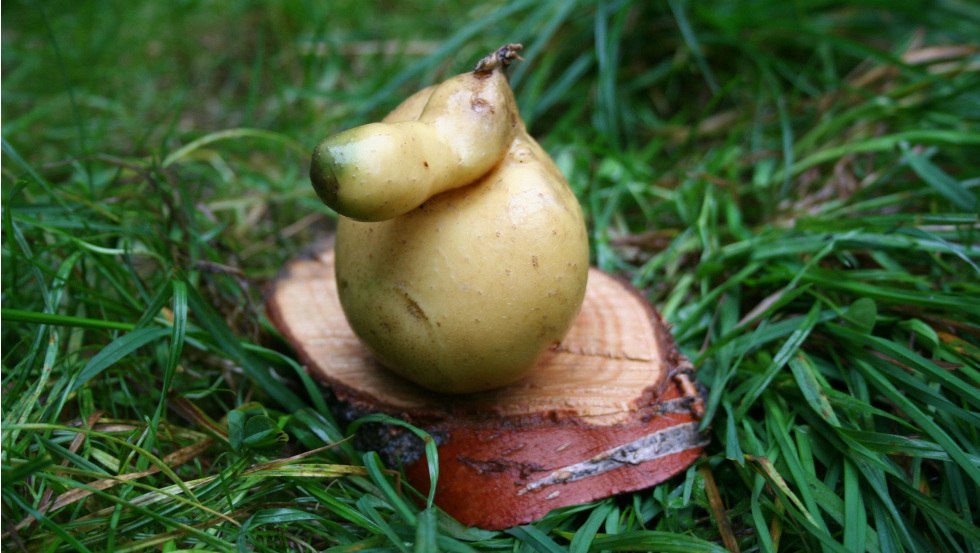 &copy; Elena Kolcova