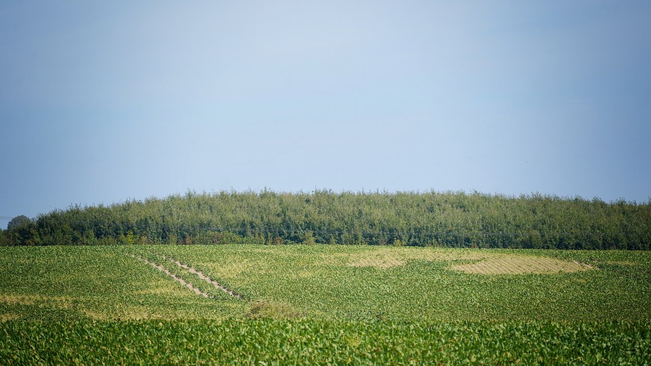 Klimawald Herren Steinfeld // © Landesforst MV Klimawald Herren Steinfeld // © Landesforst MV