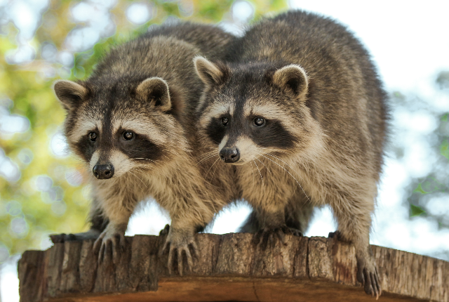 Waschbären im Tierpark Greifswald // © Dr. Andreas Kerath Waschbären im Tierpark Greifswald // © Dr. Andreas Kerath