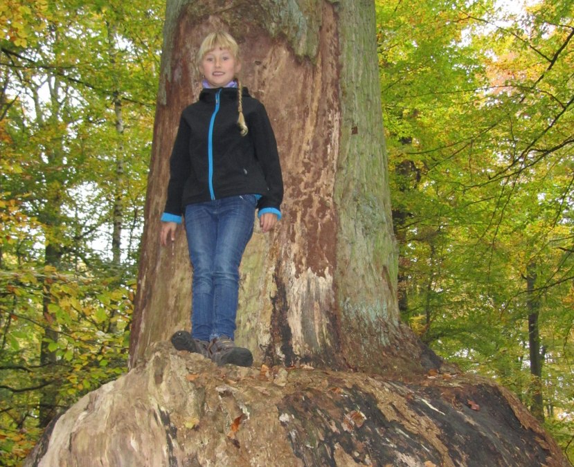 Klumpfusseiche, &copy; Jana Koch