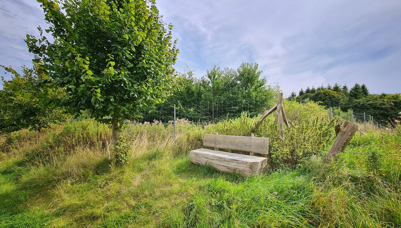 Klimawald Stubnitz, &copy; Landesforst MV