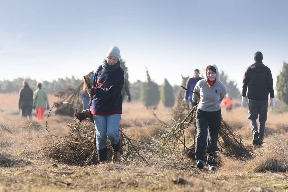 Hiddensee__Heide_freistellen_korr, © Matthäus Holleschovsky - Bergwaldprojekt e. V.