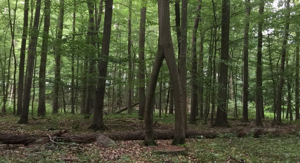 Radwanderung Hohenzieritz - Rosenholz, &copy; Otto Woit