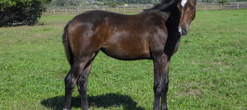 Gest&uuml;tsf&uuml;hrung Bernsteinreiter // &copy; DE
