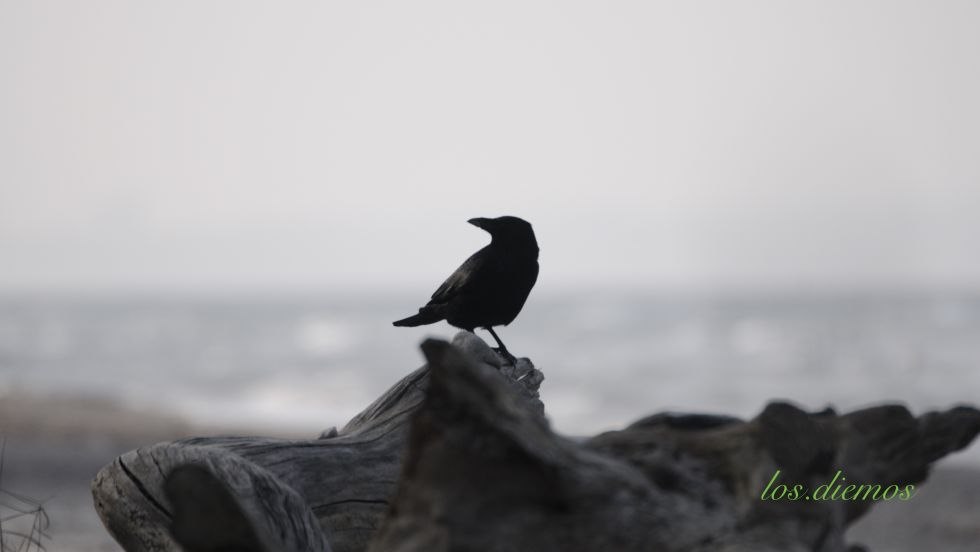 der Strandwächter, © Peter Diemer der Strandwächter, © Peter Diemer