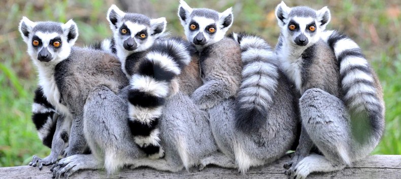 Foto zum Kindertag im Zoo Rostock mit vier Katas, die auf einem Baumstamm sitzen. // © Zoo Rostock/ Kloock Foto zum Kindertag im Zoo Rostock mit vier Katas, die auf einem Baumstamm sitzen. // © Zoo Rostock/ Kloock