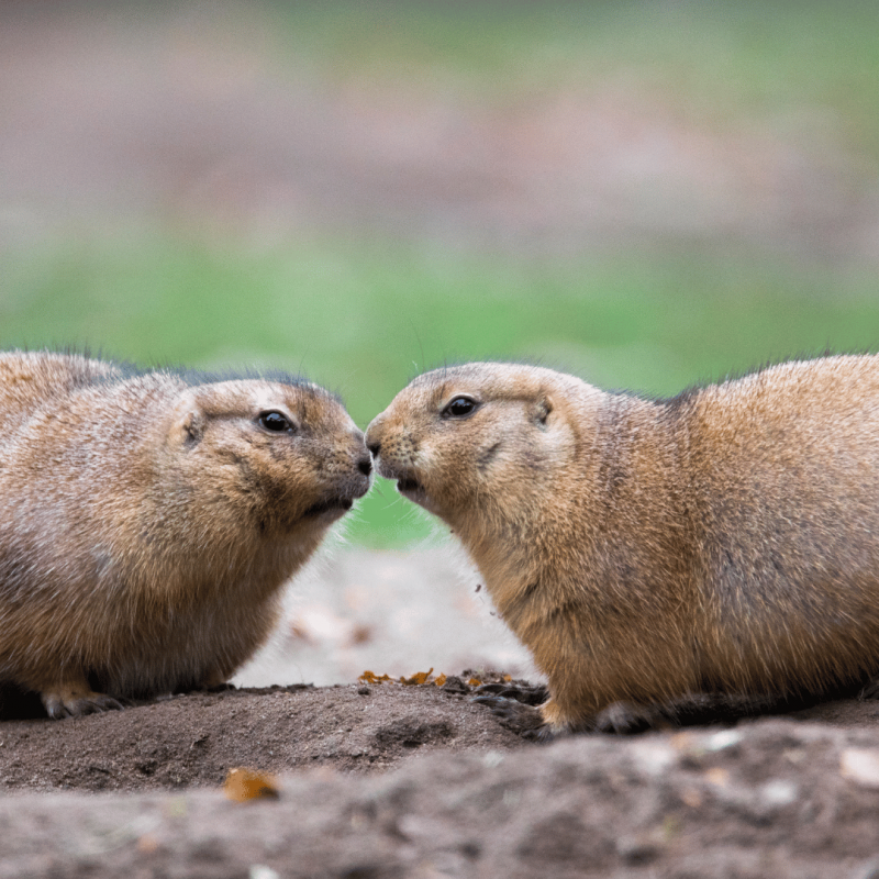 © Zoo Schwerin © Zoo Schwerin