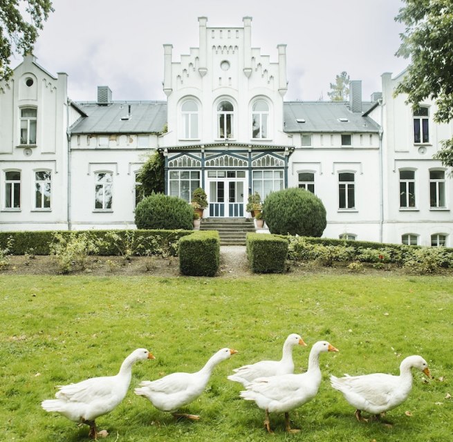 G&auml;nse im Park von Schloss Kaeselow, &copy; vollvincent