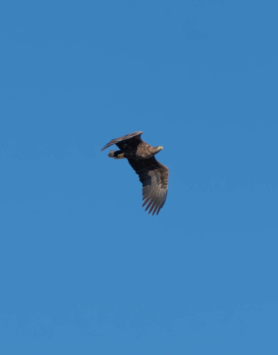 Fischadler im Flug vor einem wolkenlosen, blauen Himmel. // Ein imposanter Fischadler gleitet elegant durch den klaren blauen Himmel über der Peene. // © MV-T/Scholz-Witzel Fischadler im Flug vor einem wolkenlosen, blauen Himmel.