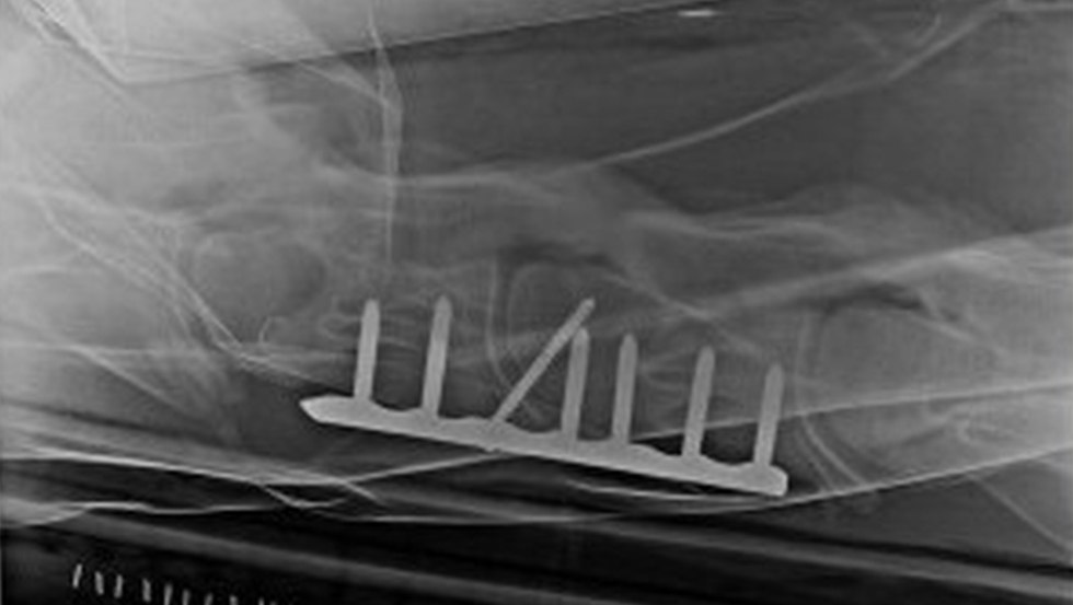 Tierklinik Alt-Sammit - Innere Medezin // © Tierklinik Alt-Sammit Tierklinik Alt-Sammit - Innere Medezin // © Tierklinik Alt-Sammit