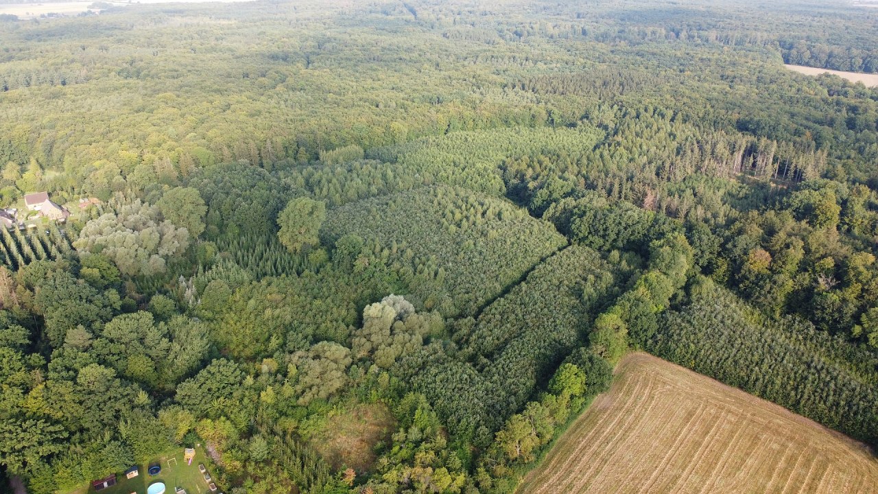 Klimawald Golchen // &copy; Landesforst MV