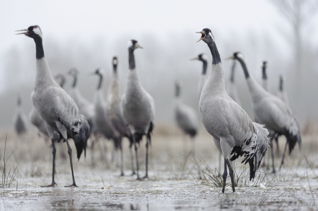 Kraniche, &copy; Dieter Damschen