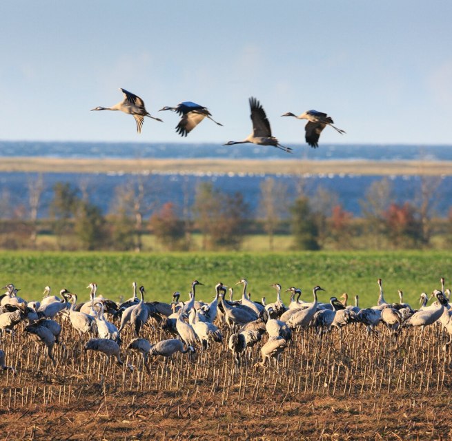 In überwältigender Zahl bevölkern Kraniche Feld und Himmel über Fischland-Darß-Zingst // © MV-T/Growe-Lodzig In überwältigender Zahl bevölkern Kraniche Feld und Himmel über Fischland-Darß-Zingst // © MV-T/Growe-Lodzig