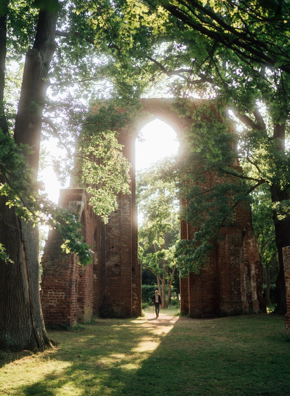 Klosterruine Eldena steht zwischen B&auml;umen und die Sonne f&auml;llt von der Seite ein durch die B&auml;ume