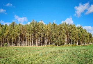 Klimawald Mirow // © Landesforst MV Klimawald Mirow // © Landesforst MV