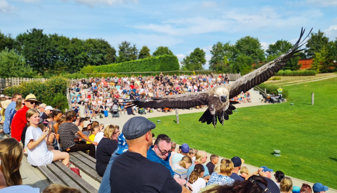 En fugl flyver over tribunen med en menneskem&aelig;ngde i Vogelsparken i Marlow