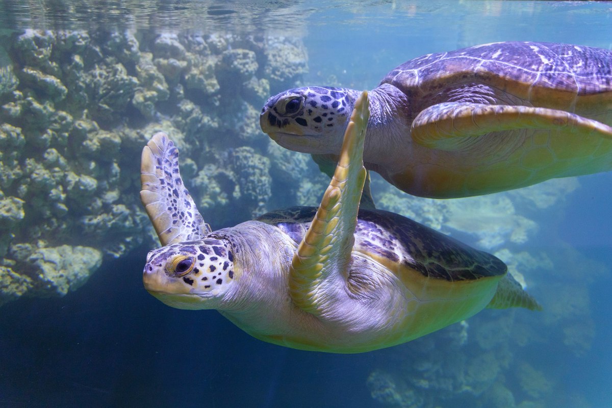 Die Meeresschildkr&ouml;ten Frieda und K&auml;the schwimmen im 350 000 Liter Wasser fassenden Malediven-Becken. // &copy; Anke Neumeister/Deutsches Meeresmuseum