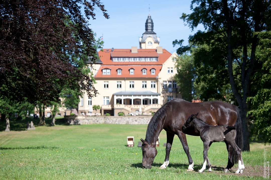 Gestüt Schloss Wendorf // © adfc-Schwerin Gestüt Schloss Wendorf // © adfc-Schwerin