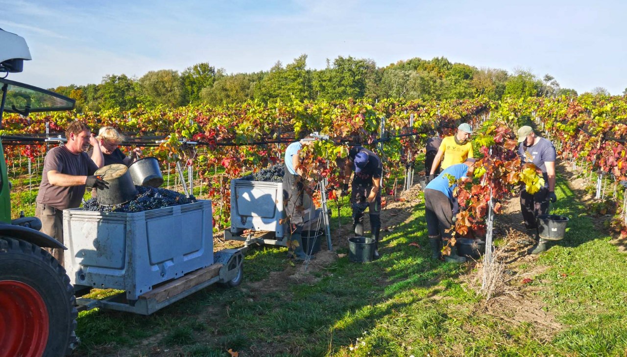 Weingut Schloss Rattey, &copy; Weingut Schloss Rattey | Inselm&uuml;hle Usedom GmbH