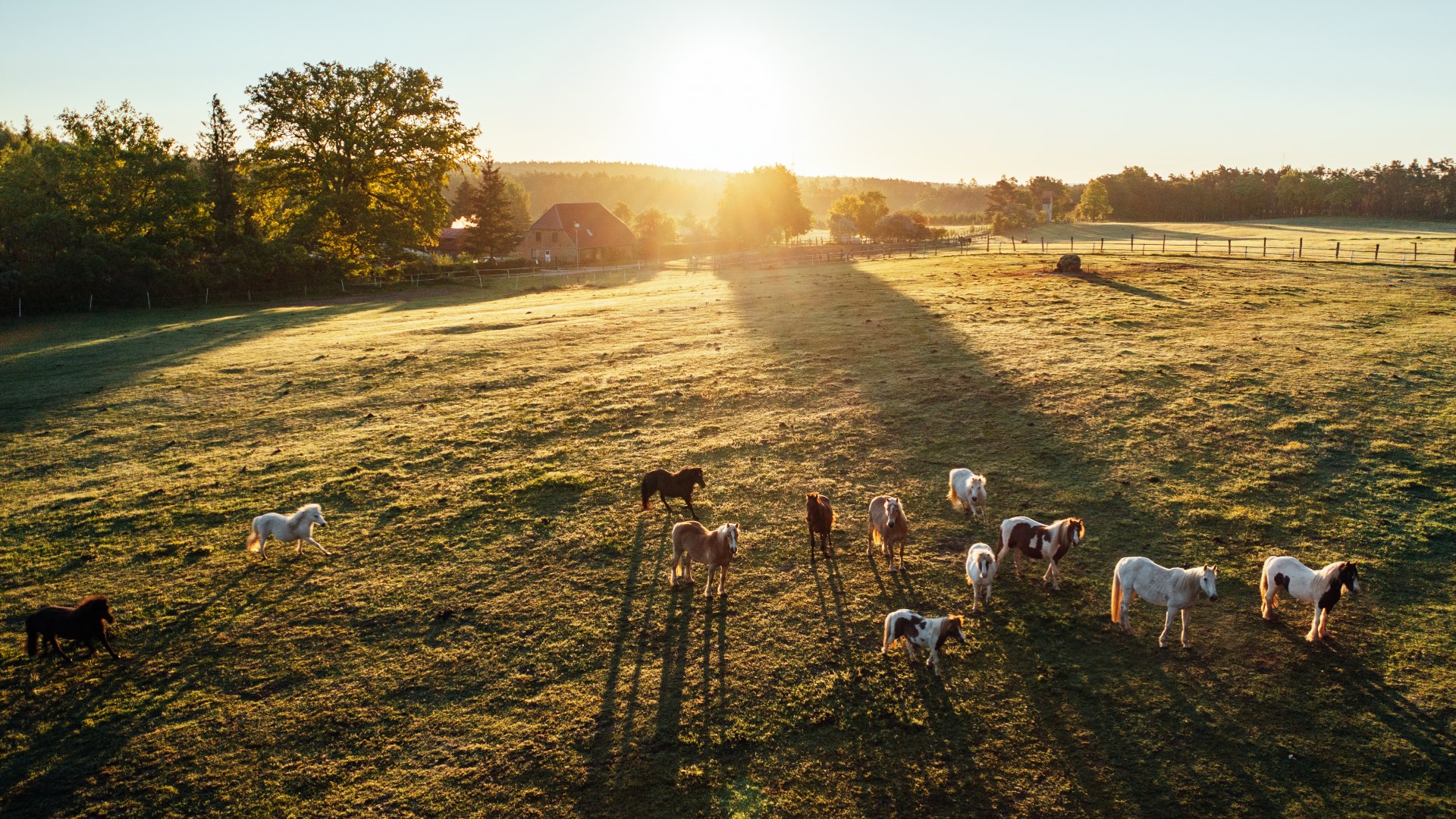 19 Pferde leben auf dem Waldhof – und werden von Gästen und Gastgebern heiß geliebt., © TMV/Gänsicke 19 Pferde stehen auf einer Koppel beim Sonnenuntergang und der Blick ist aus der Luft.