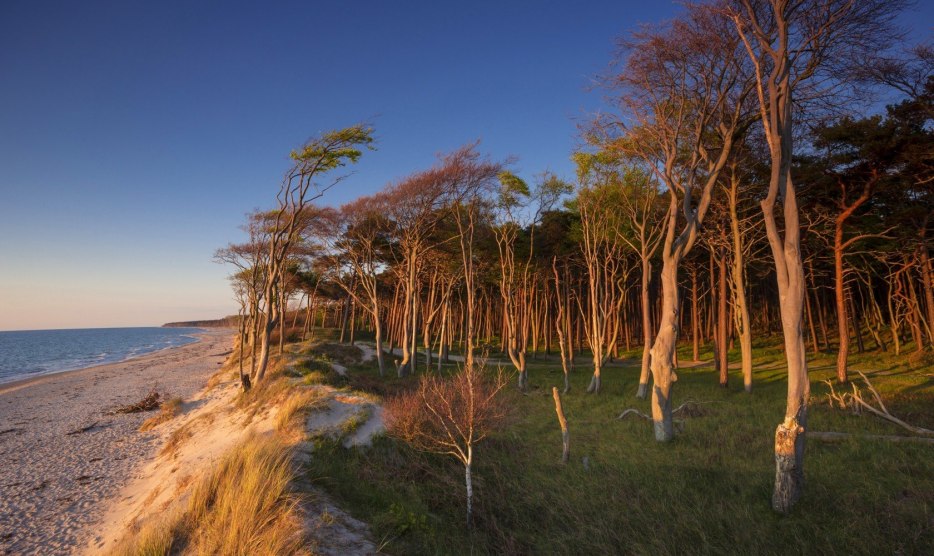Der Küstenwald am Darßer Weststrand vom Wetter gemalt // © MV-T/Allrich Der Küstenwald am Darßer Weststrand vom Wetter gemalt // © MV-T/Allrich
