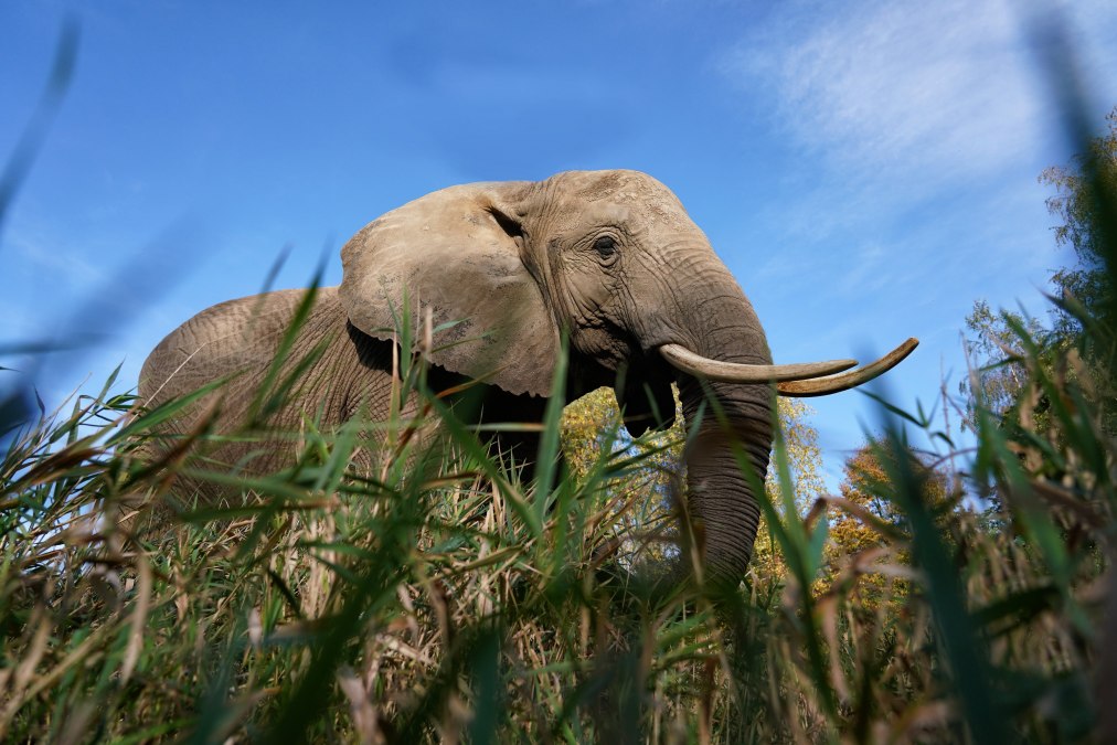 Elefantenhof Platschow - Unvergessliche Erlebnisse für die ganze Familie., © Elefantenhof Platschow