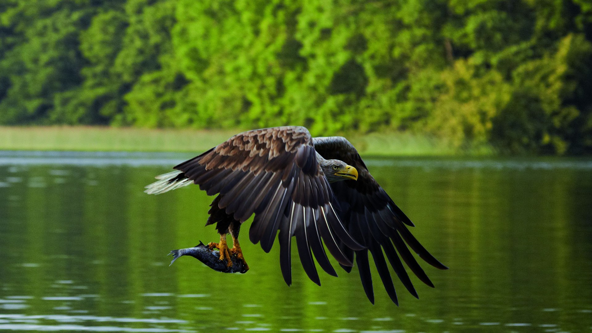 Seeadler im Flug über einem See in Mecklenburg-Vorpommern mit einem gefangenen Fisch in den Krallen.