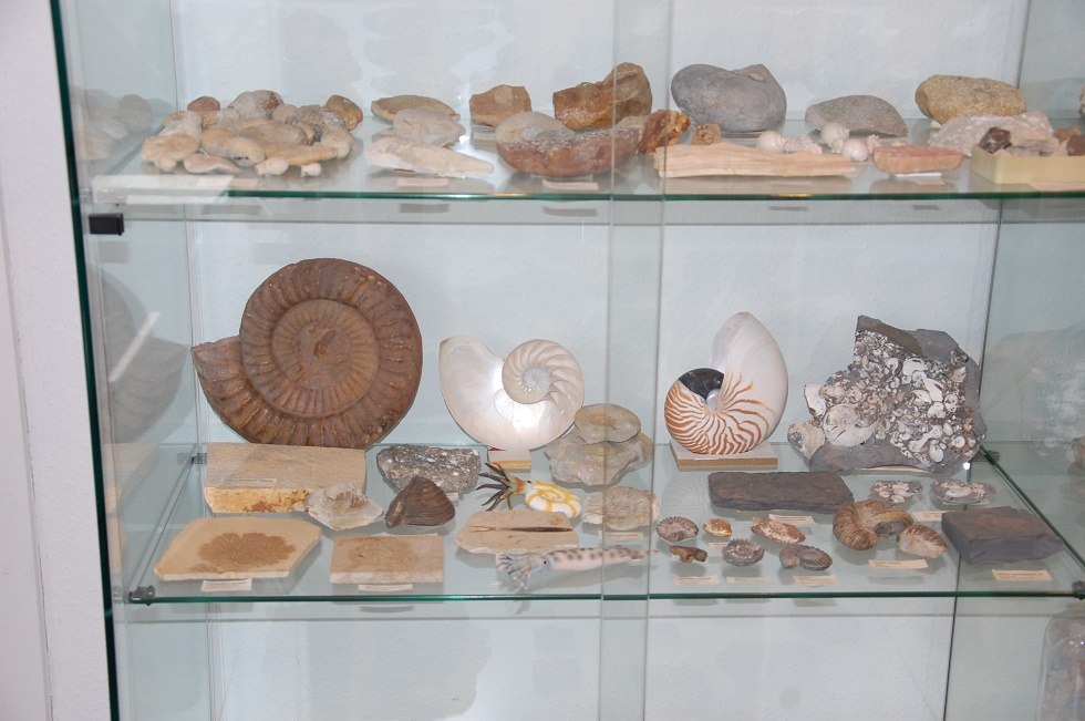 Die private Fossiliensammlung des Heimatkundlers H. J. B&ouml;tef&uuml;r ist Bestandteil der Ausstellung. // &copy; Gabriele Skorupski