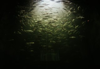 underte Mar&auml;nen ziehen ihre Bahnen durch das Wasser, Licht bricht sich an der Oberfl&auml;che und taucht den Schwarm in ein mystisches Gr&uuml;n. Im M&uuml;ritzeum in Waren (M&uuml;ritz) l&auml;sst sich die Unterwasserwelt der Mecklenburgischen Seenplatte hautnah erleben &ndash; ein faszinierender Blick in verborgene Welten., &copy; 1000seen.de