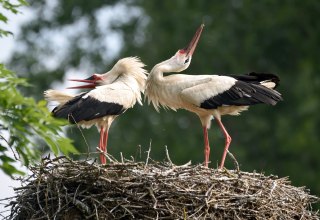 St&ouml;rche bei der Balz // &copy; Karsten Peter