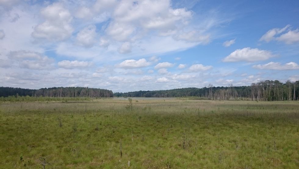 Blick vom Aussichtsturm Großer Serrahnsee // © MV-T/Bodieschek Blick vom Aussichtsturm Großer Serrahnsee // © MV-T/Bodieschek