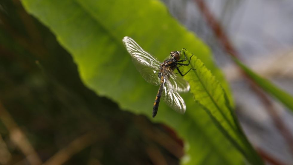 Im Ribnitzer Großen Moor leben 24 Libellenarten // © MV-T/outdoor-visions.com Im Ribnitzer Großen Moor leben 24 Libellenarten // © MV-T/outdoor-visions.com