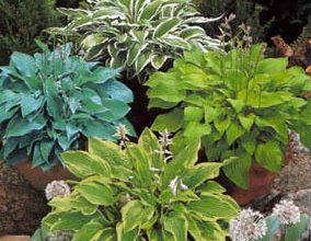 Hosta // &copy; Peter Ramsch