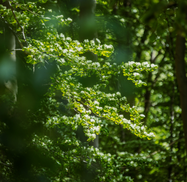 © Binzer Bucht Tourismus © Binzer Bucht Tourismus