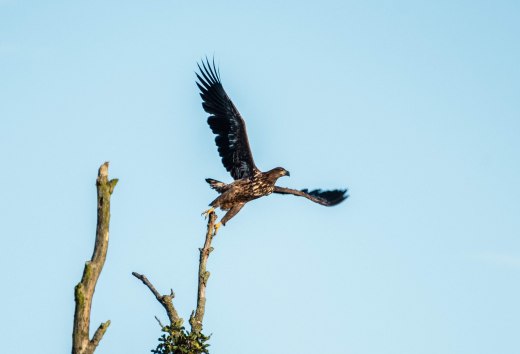 Majestätischer Moment: Ein junger Seeadler erhebt sich von der Baumspitze in den weiten Himmel – ein Highlight für Naturfreunde und Vogelbeobachter in norddeutschen Naturlandschaften., © TMV/Scholz-Witzel Junger Seeadler startet von einem kahlen Ast aus in den blauen Himmel einer norddeutschen Landschaft.