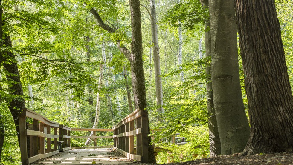 Wanderweg im Kurwald &copy; Andr&eacute; Pristaff, Tourismus- und Kur GmbH Graal-M&uuml;ritz, &copy; Andr&eacute; Pristaff, Tourismus- und Kur GmbH Graal-M&uuml;ritz