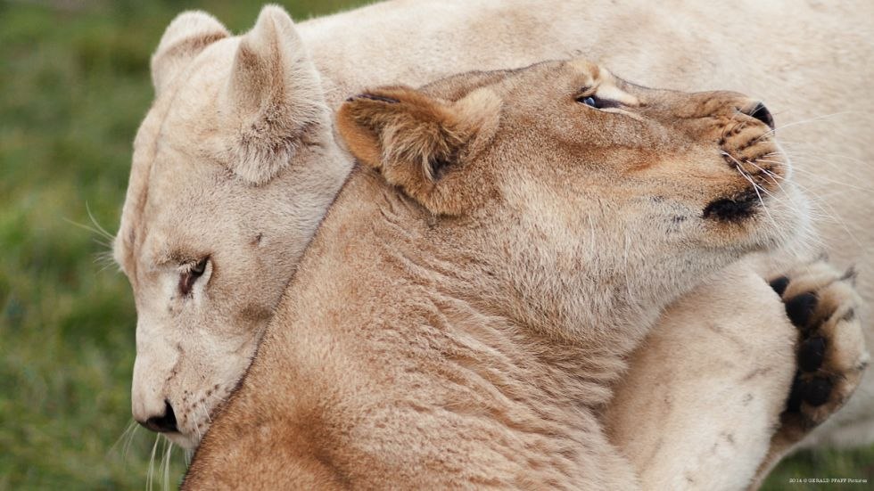 &copy; Gerald Pfaff, Erlebnis- & Tigerpark Dassow