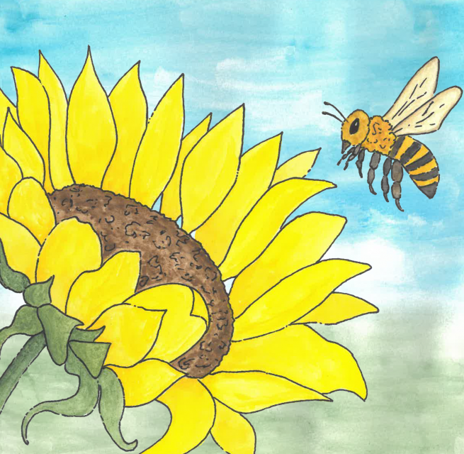 eine Zeichnung, Biene fliegt zur Sonnenblumenblüte // © Müritzeum eine Zeichnung, Biene fliegt zur Sonnenblumenblüte // © Müritzeum