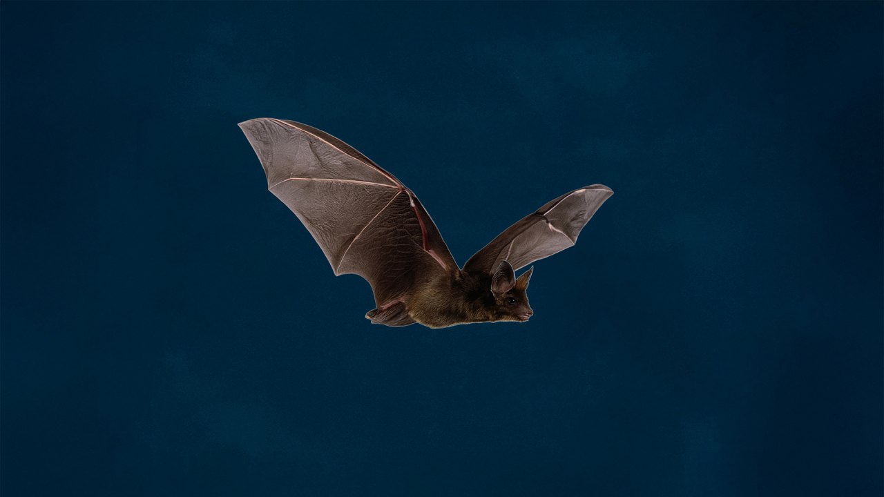 Besucht die Fledermaus-Nacht im Zoo Rostock. // © Zoo Rostock Besucht die Fledermaus-Nacht im Zoo Rostock. // © Zoo Rostock