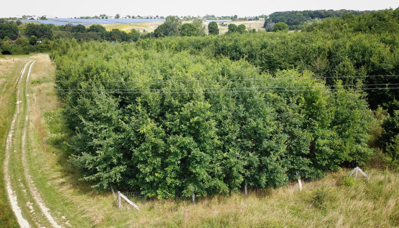Klimaatbos Neubrandenburg, © Landesforst MV Klimaatbos Neubrandenburg, © Landesforst MV