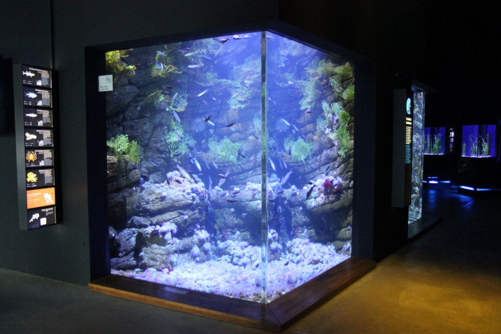 Gezeitenbecken (Foto: OZEANEUM Stralsund)