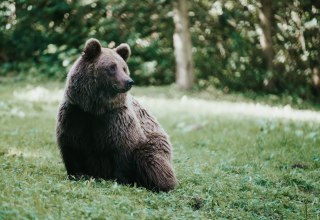 Ruhig sitzt der Braunb&auml;r auf der Wiese, sein dichtes Fell gl&auml;nzt im Licht, das durch die Baumkronen f&auml;llt. Im B&auml;renwald M&uuml;ritz bei Stuer finden gerettete B&auml;ren ein artgerechtes Zuhause auf 16 Hektar Wald. Hier l&auml;sst sich beobachten, wie die Tiere in ihrem nat&uuml;rlichen Rhythmus leben &ndash; ein ber&uuml;hrendes Naturerlebnis. // &copy; 1000seen.de