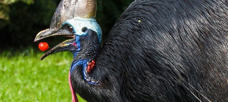 Kasuar beim Verzehr von Tomaten, © Vogelpark Marlow Kasuar beim Verzehr von Tomaten, © Vogelpark Marlow