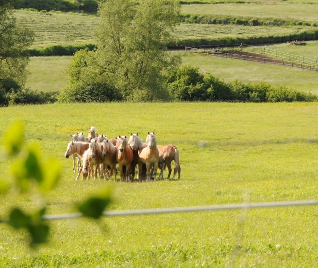 Haflinger Junghengste unweit des Hofes auf Usedom // &copy; Reiterhof Sallenthin