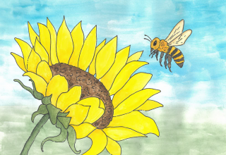 eine Zeichnung, Biene fliegt zur Sonnenblumenblüte // © Müritzeum eine Zeichnung, Biene fliegt zur Sonnenblumenblüte // © Müritzeum