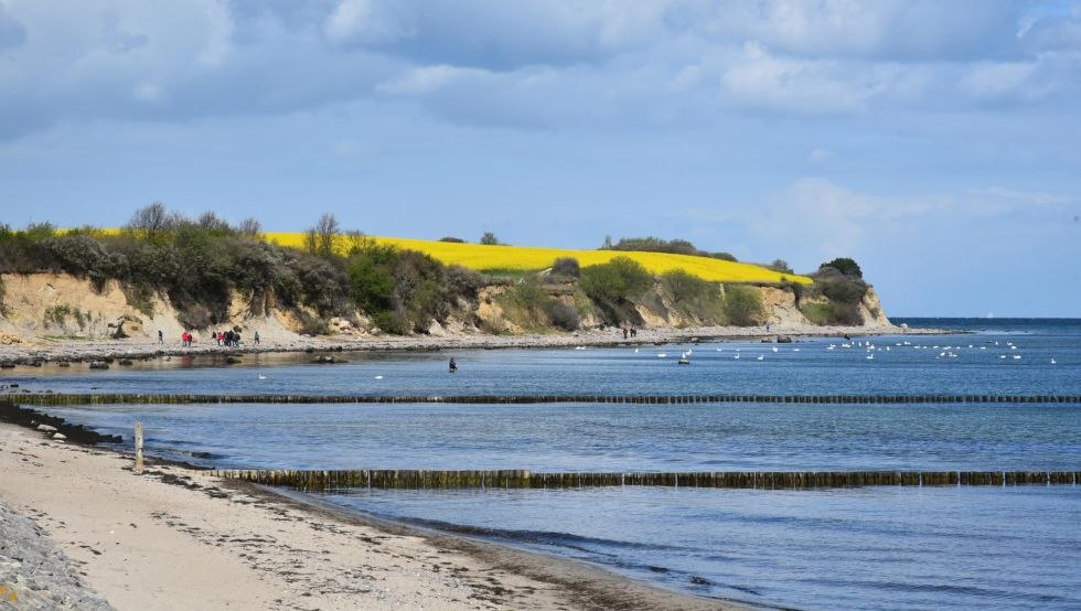 Redewisch an der Ostsee - Steilk&uuml;ste mit Rapsfeld // &copy; Marie-Luise Merkle