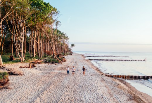 Drei Personen gehen am Strand spazieren. Auf der linken Seite befindet sich der K&uuml;stenwald und auf der rechten Seite ist die Ostsee. 